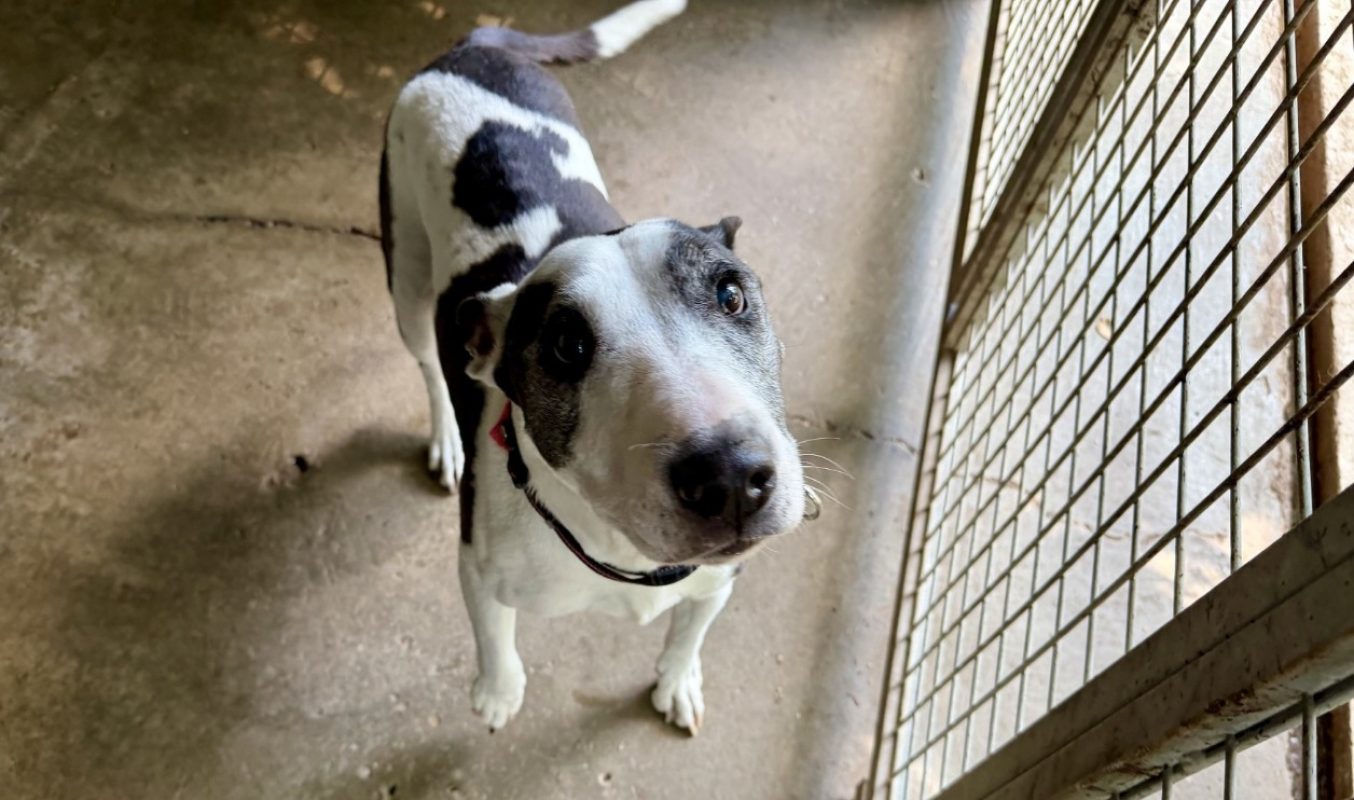 Princesse - Chien à adopter