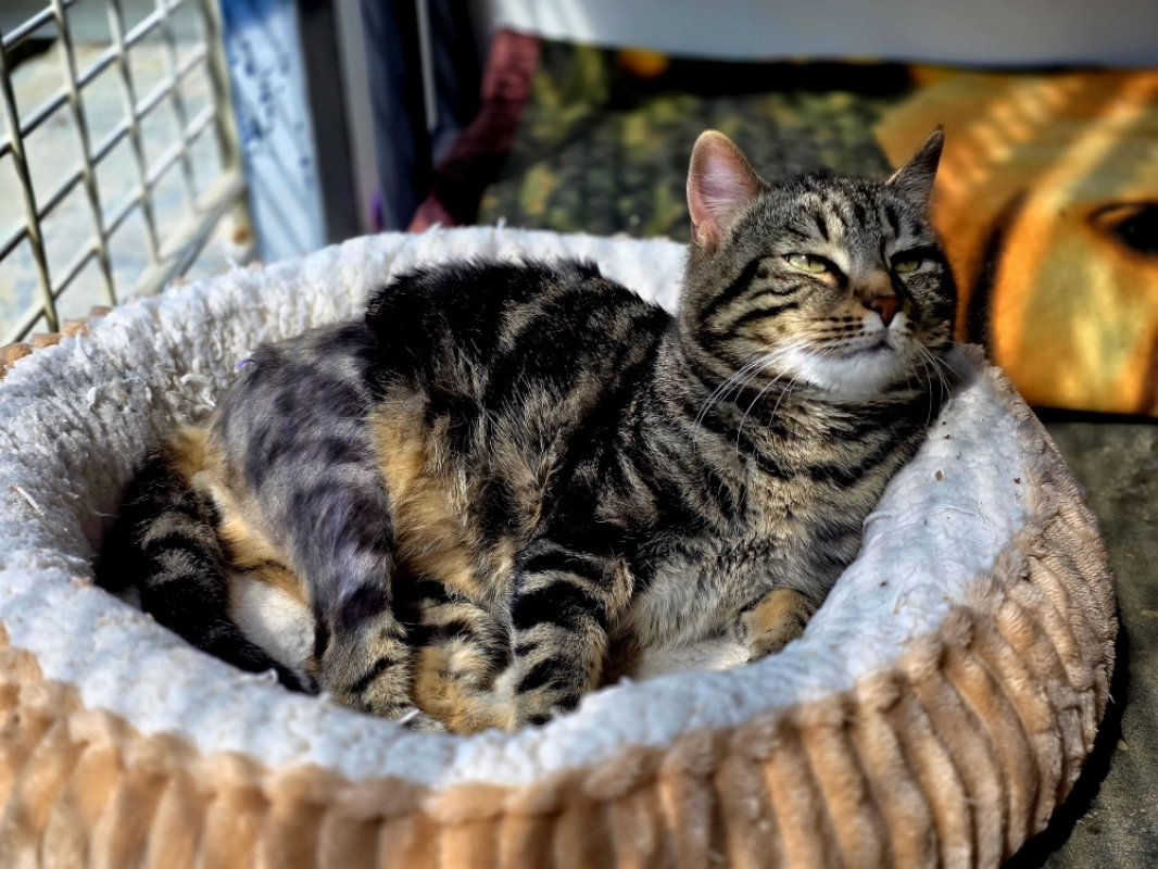 Bidibulle - Chat Européen à adopter