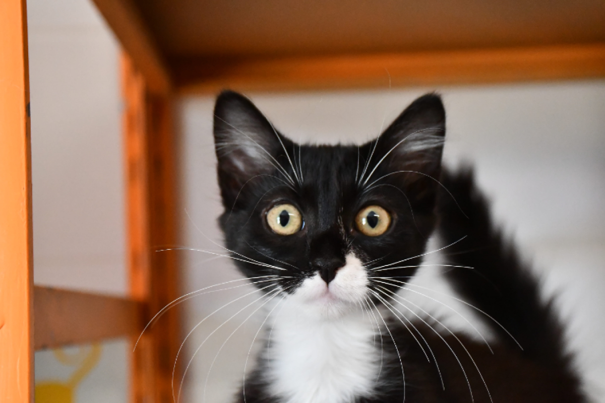 Sylia - Chat Européen à adopter