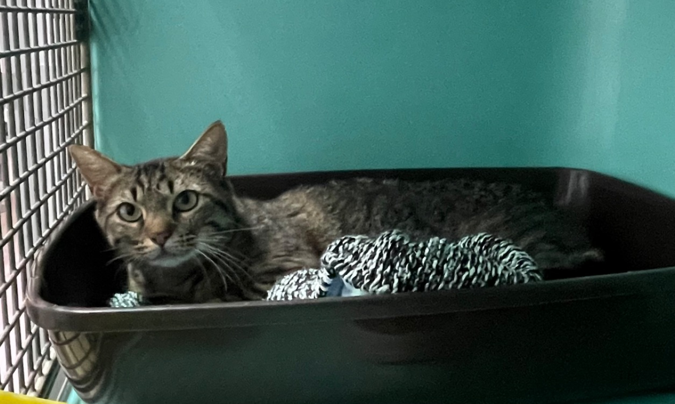 Calypso - Chat Européen à adopter