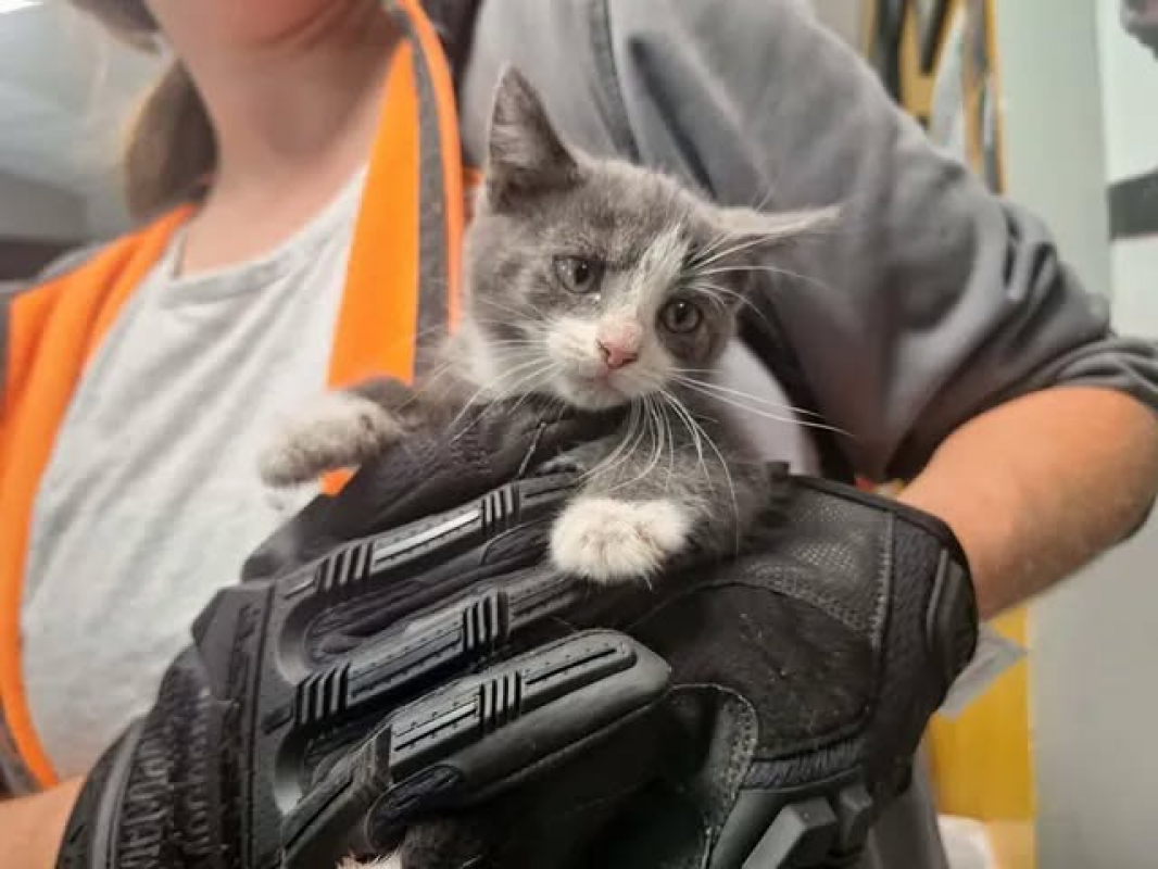Banzai - Chat Européen à adopter