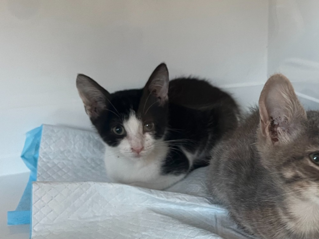 Kaï - Chat Européen à adopter