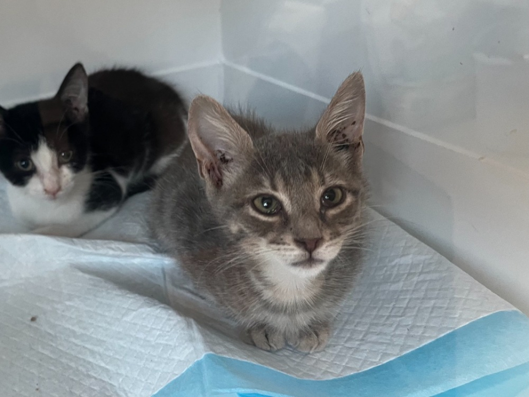Tao - Chat Européen à adopter