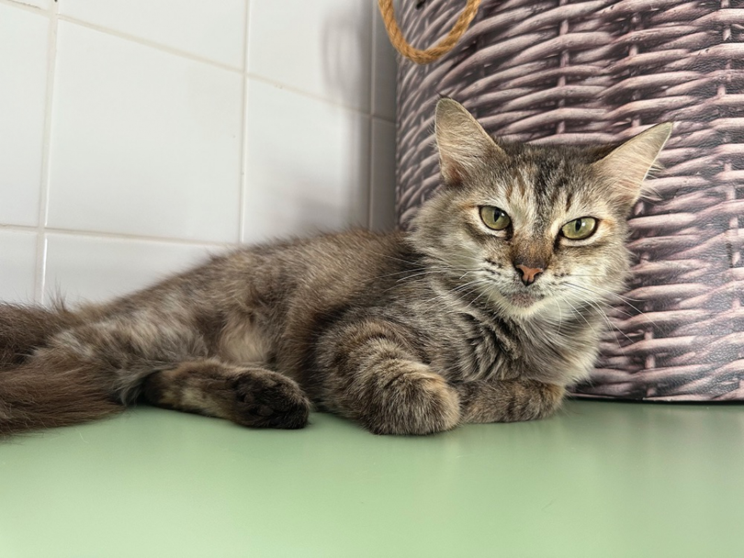 Josiane - Chat Européen à adopter