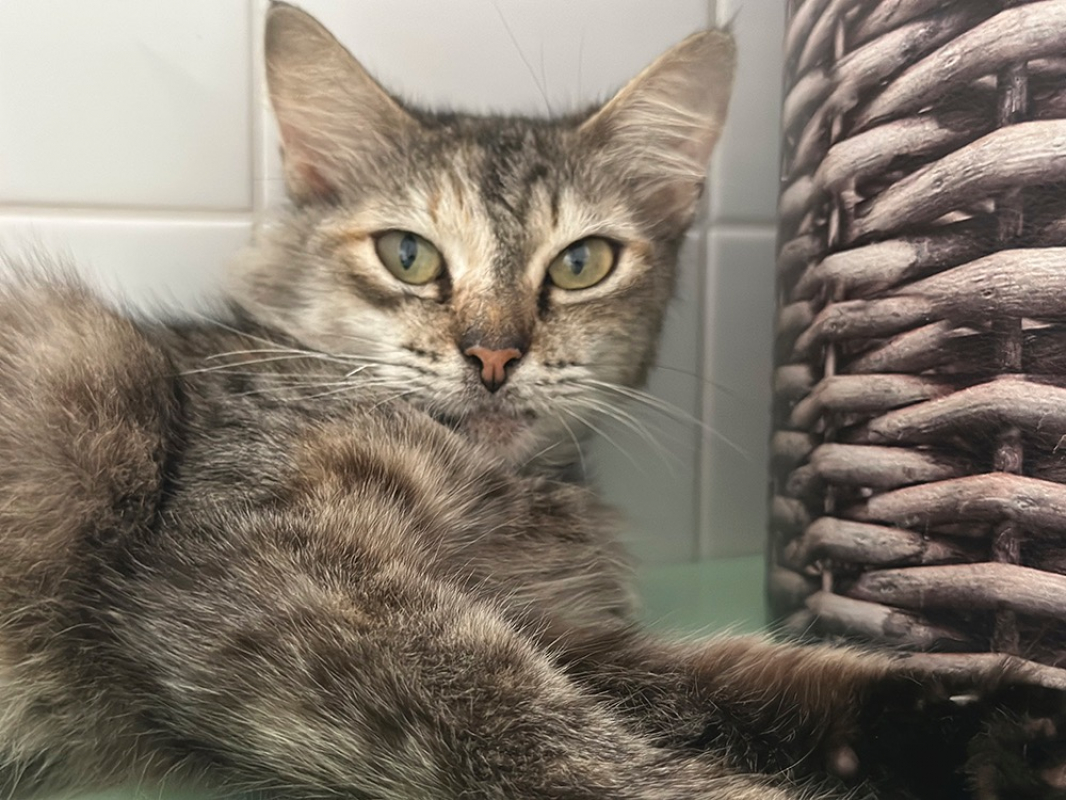 Josiane - Chat Européen à adopter - photo 2