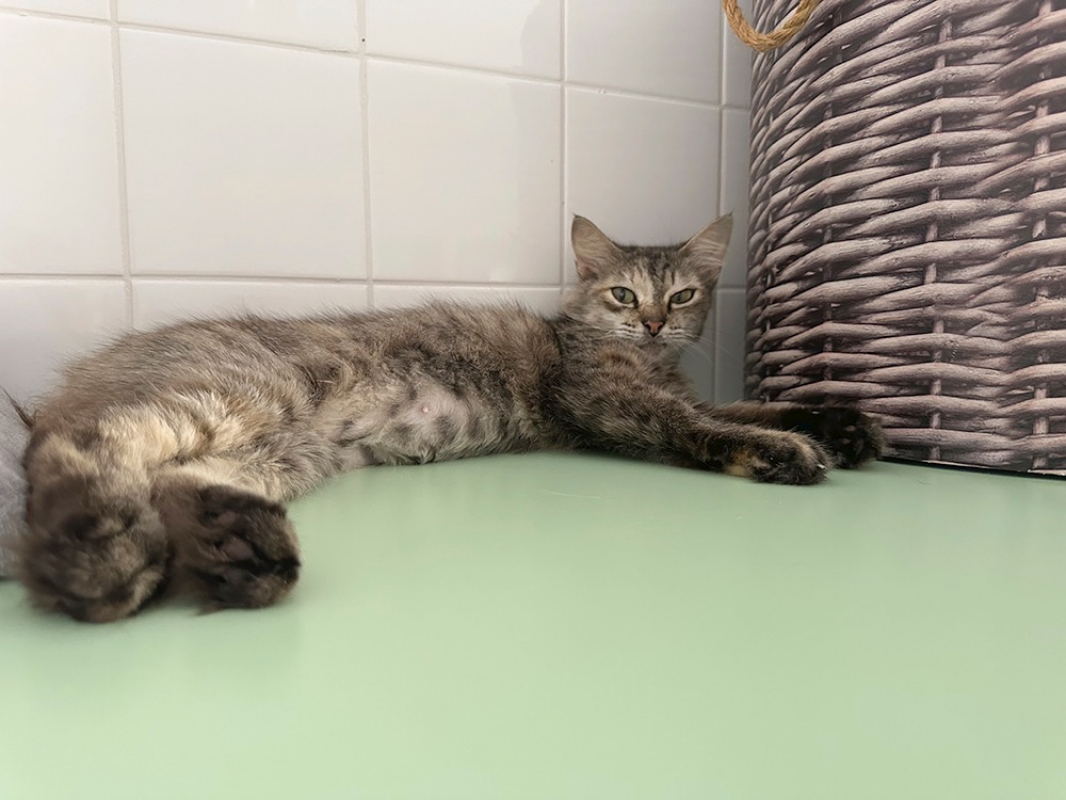 Josiane - Chat Européen à adopter - photo 3