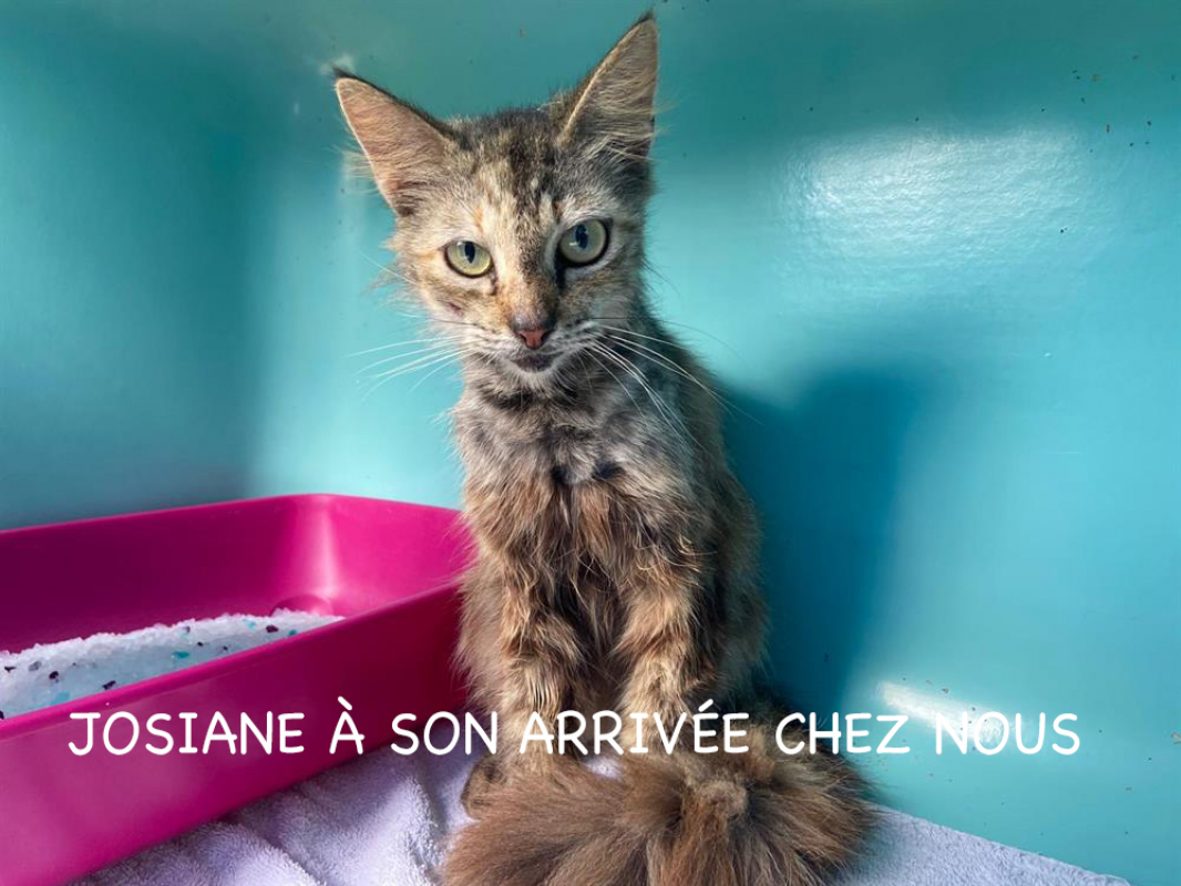 Josiane - Chat Européen à adopter - photo 4