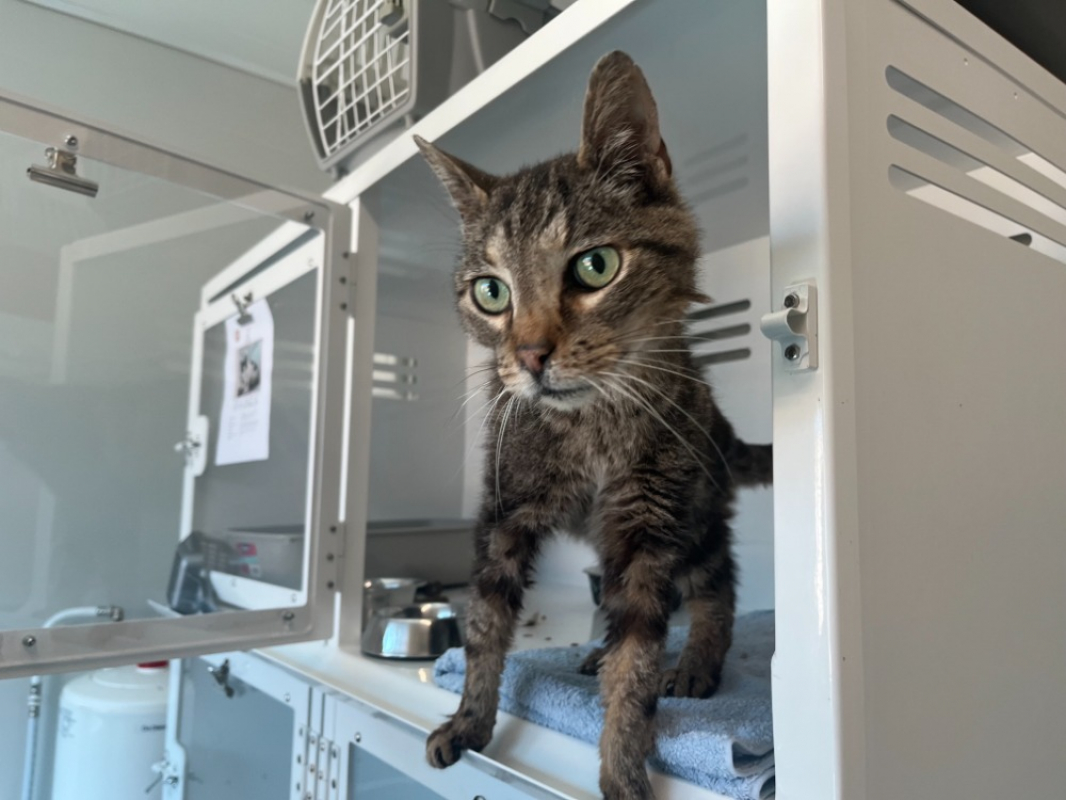 Chapalu - Chat Européen à adopter