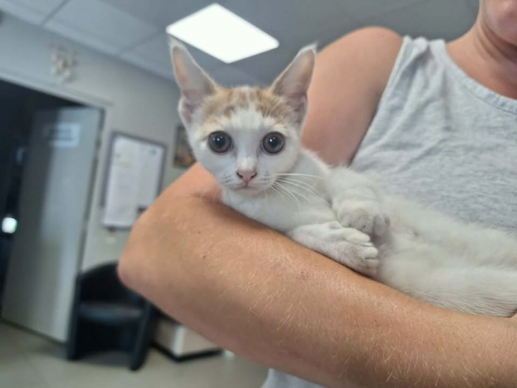 Clochette - Chat Européen à adopter