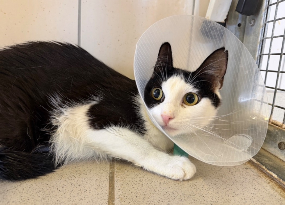 Oreo - Chat Européen à adopter