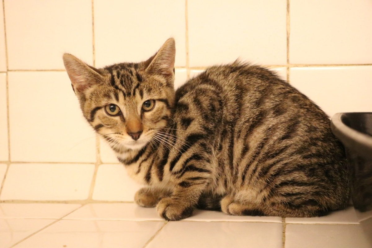 Mat - Chat Européen à adopter