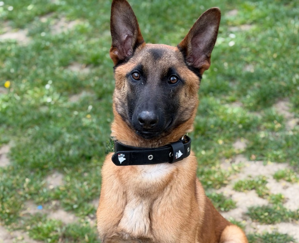 Malin - Chien Berger Belge Malinois à adopter