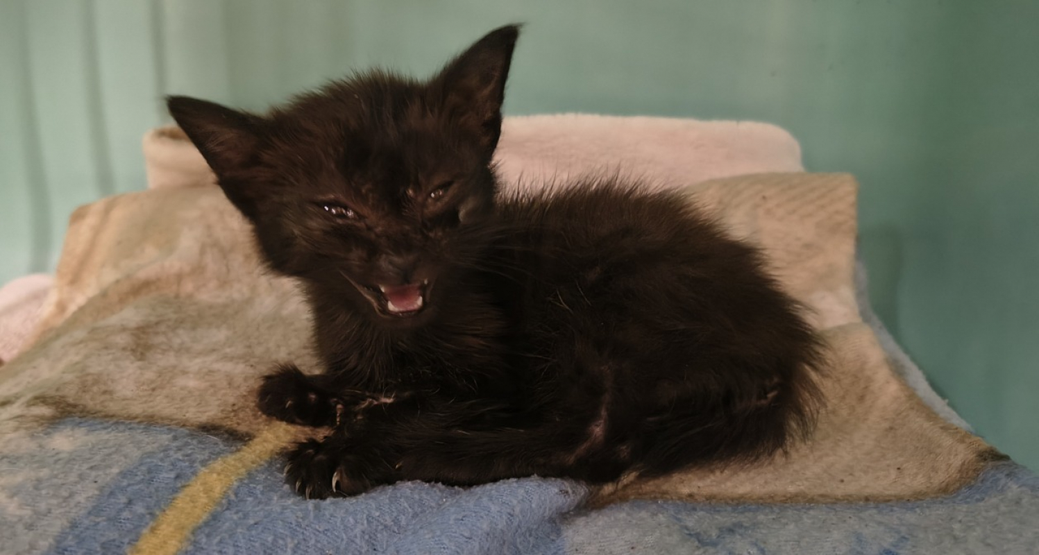 Crius - Chat Européen à adopter