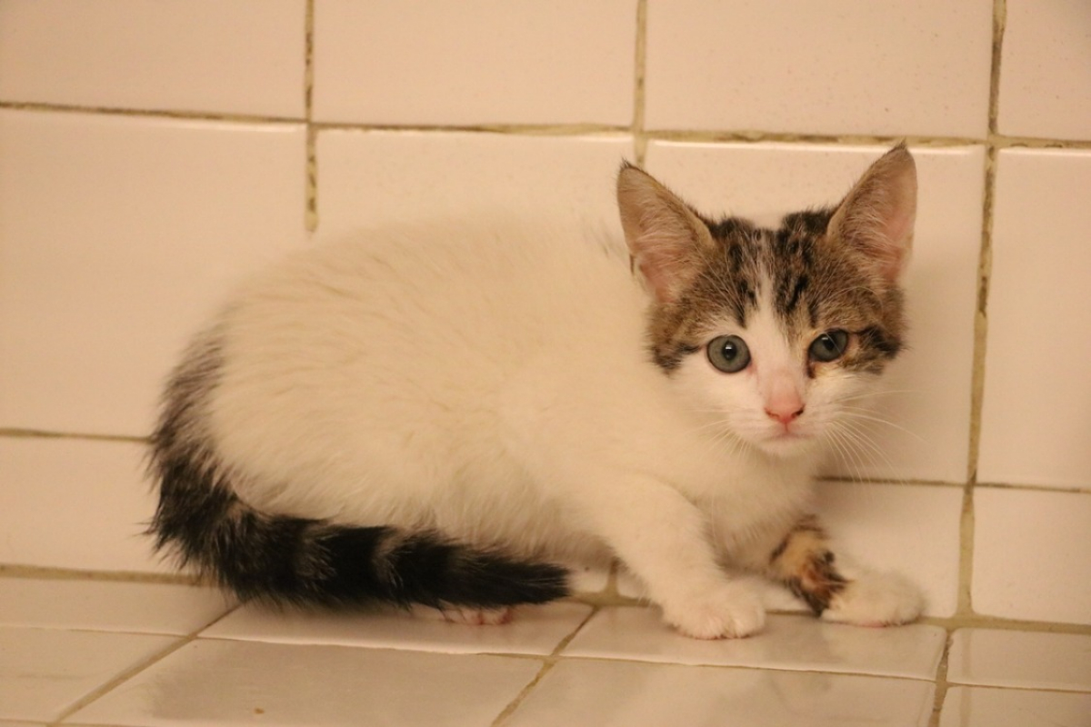 Miky - Chat Européen à adopter