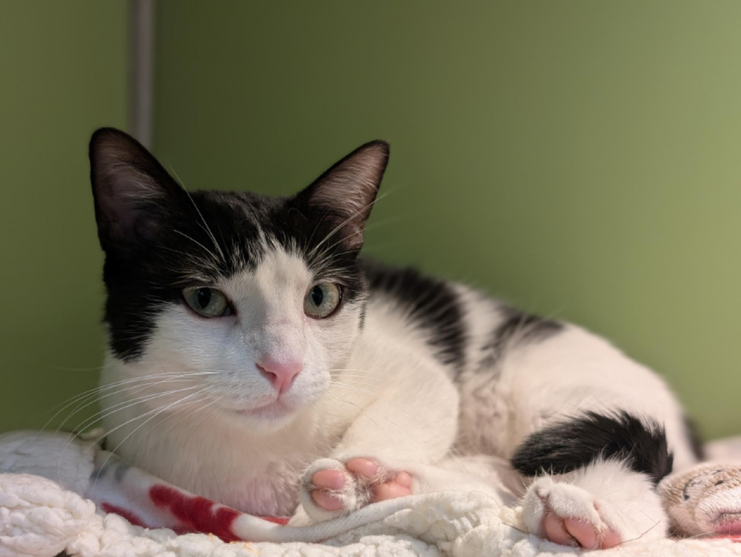 Tina - Chat Européen à adopter - photo 2