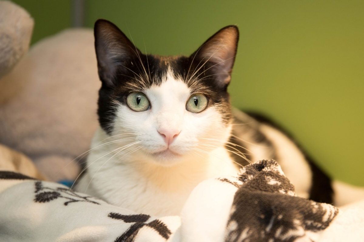 Tina - Chat Européen à adopter
