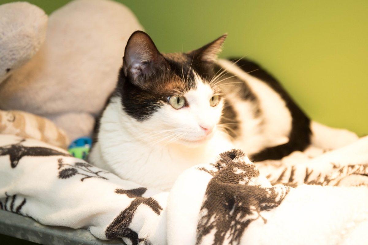 Tina - Chat Européen à adopter - photo 2