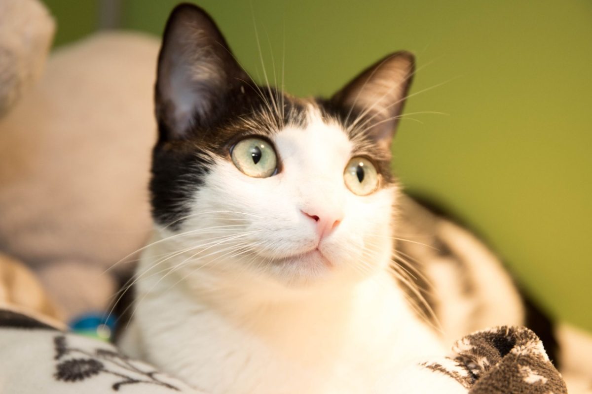 Tina - Chat Européen à adopter - photo 3