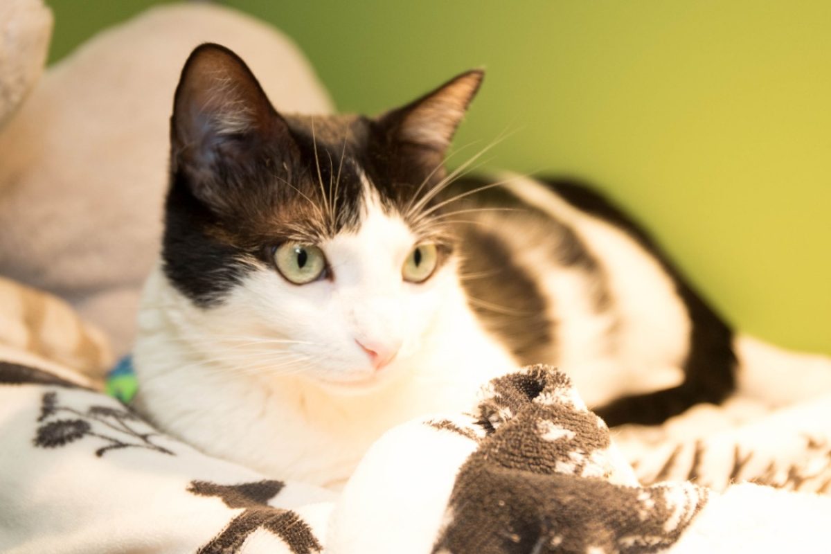 Tina - Chat Européen à adopter - photo 4