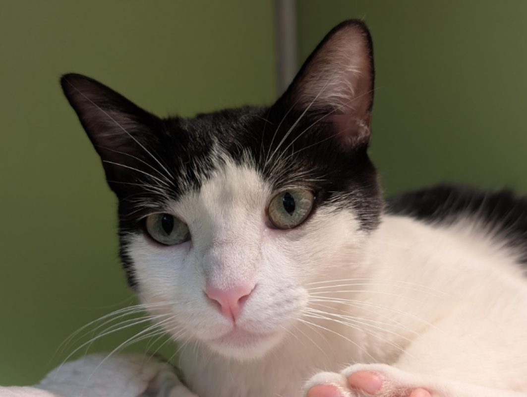 Tina - Chat Européen à adopter - photo 5