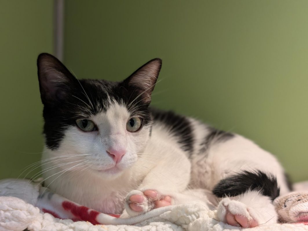 Tina - Chat Européen à adopter - photo 6