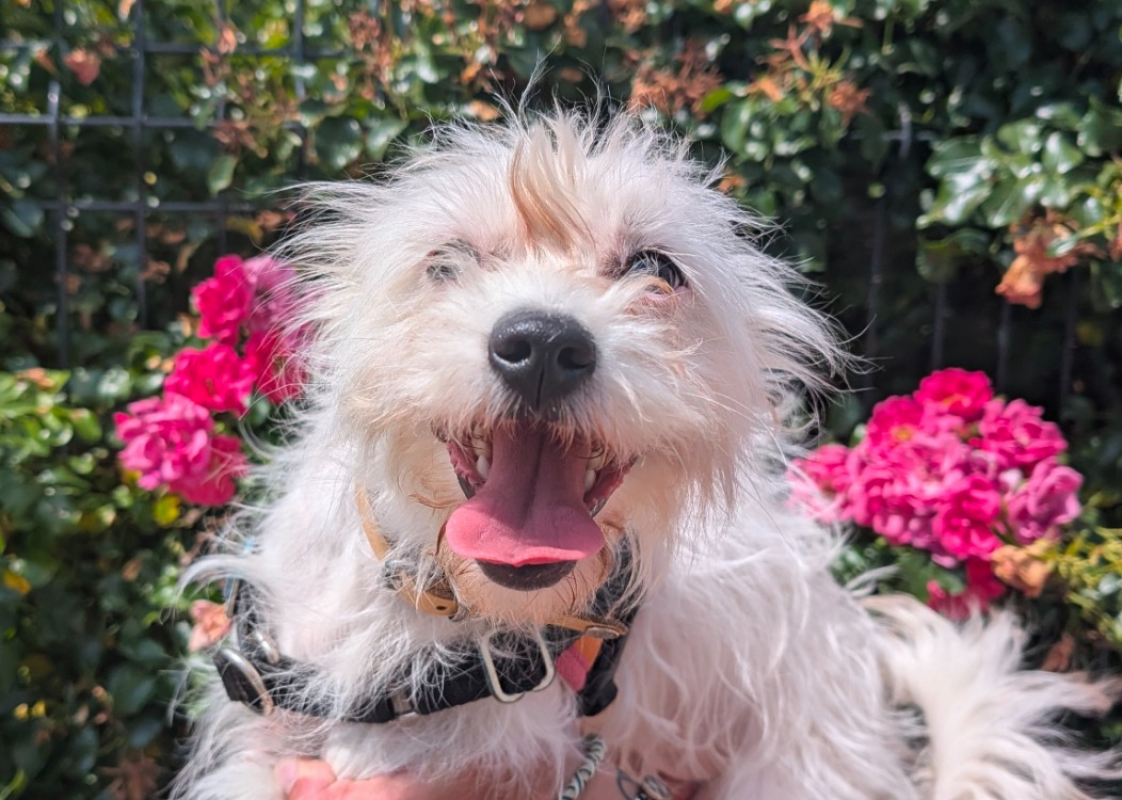 Meili - Chien Coton de Tuléar à adopter