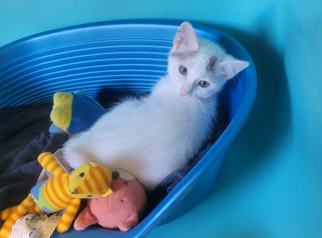 Tricotte - Chat Européen à adopter