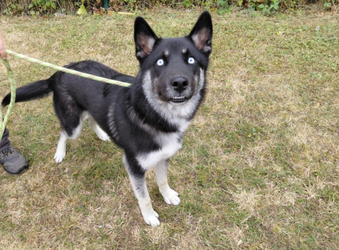 NÉmo - Chien Husky Sibérien à adopter