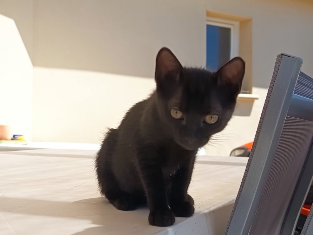 Bowinne - Chat Européen à adopter