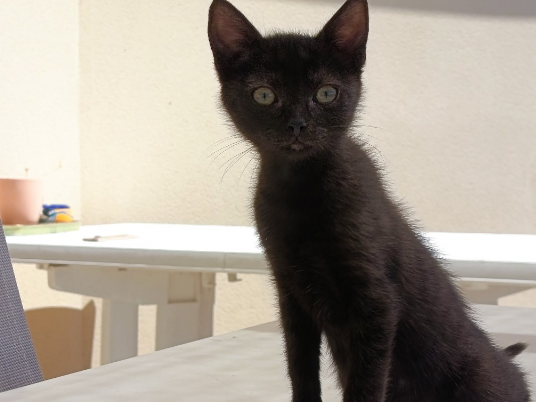 Balancelle - Chat Européen à adopter