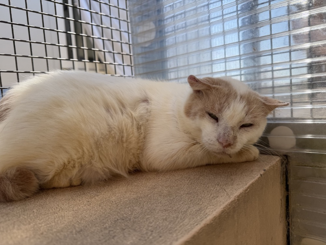 Creamy - Chat Européen à adopter