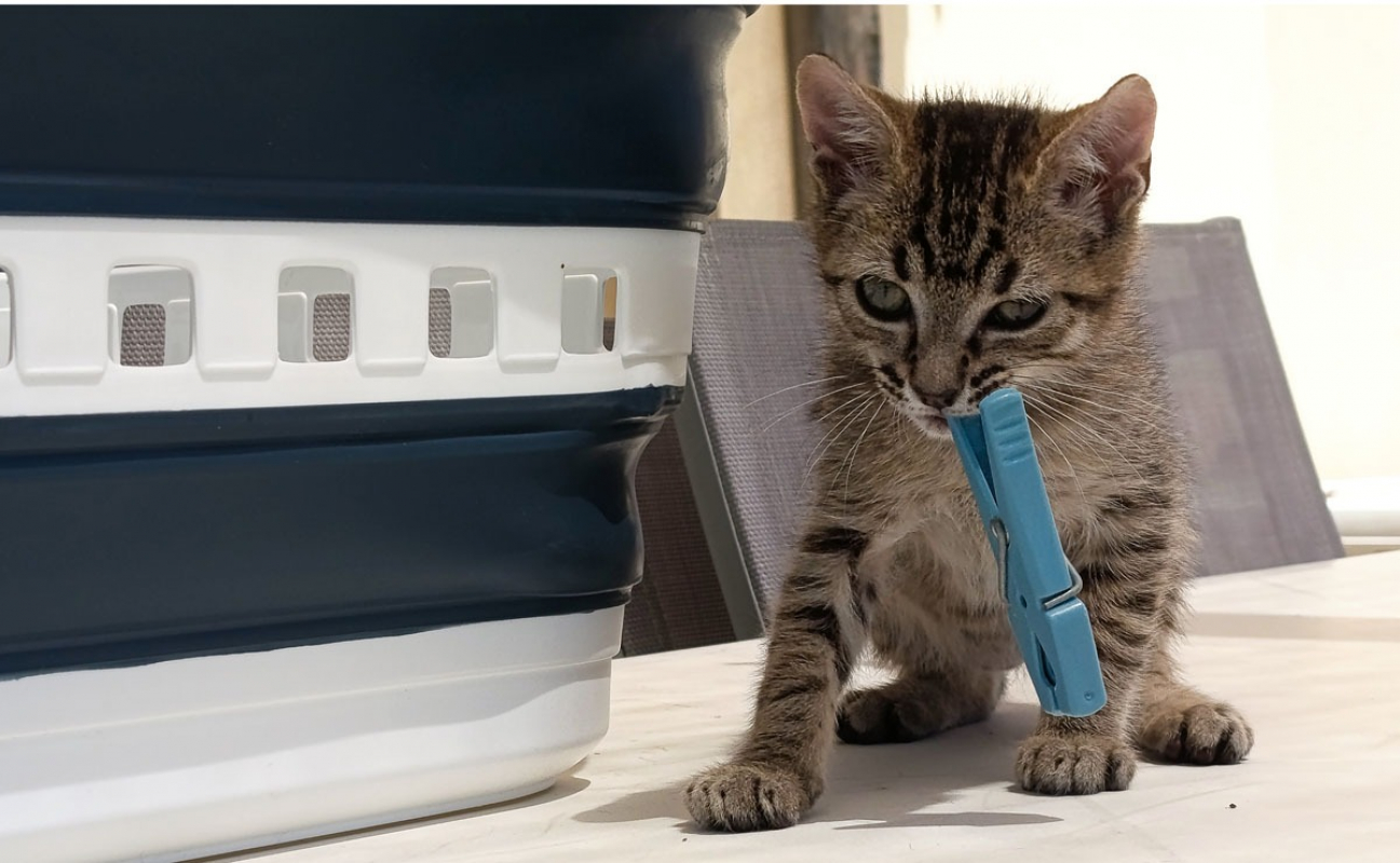 Billard - Chat Européen à adopter