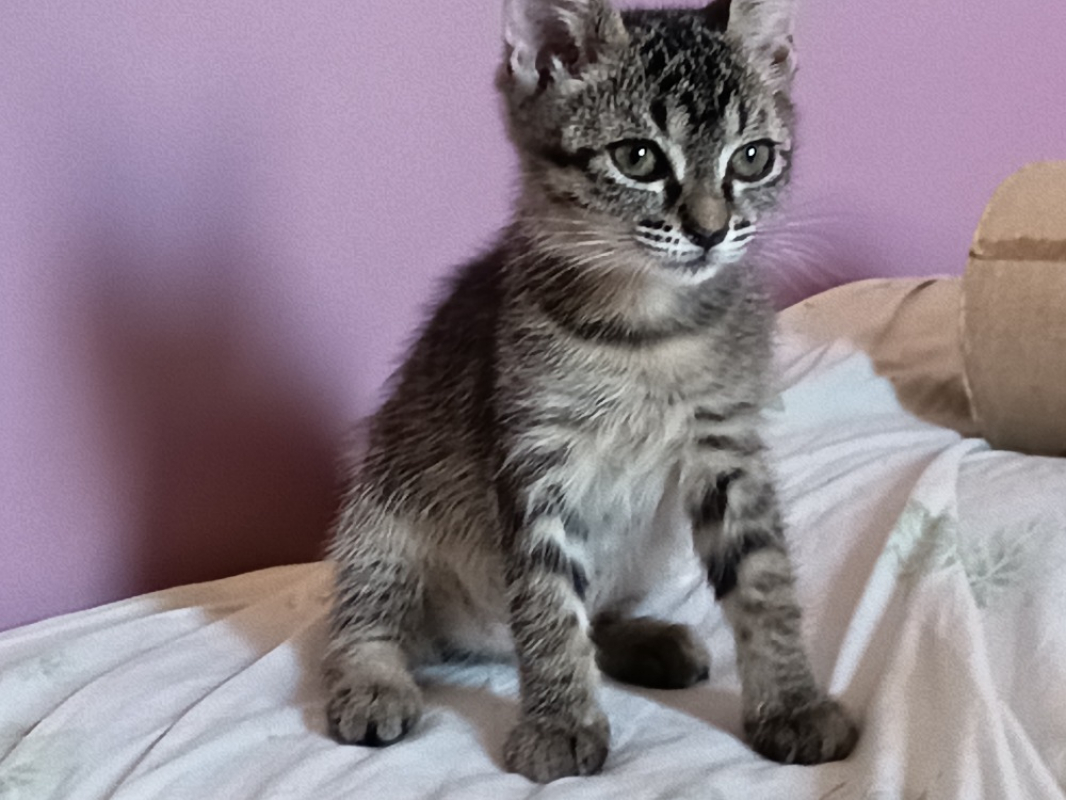 Berceuse - Chat Européen à adopter