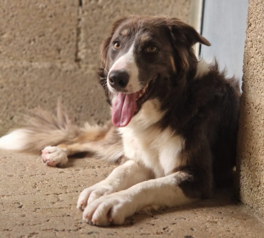 Loupette - Chien à adopter