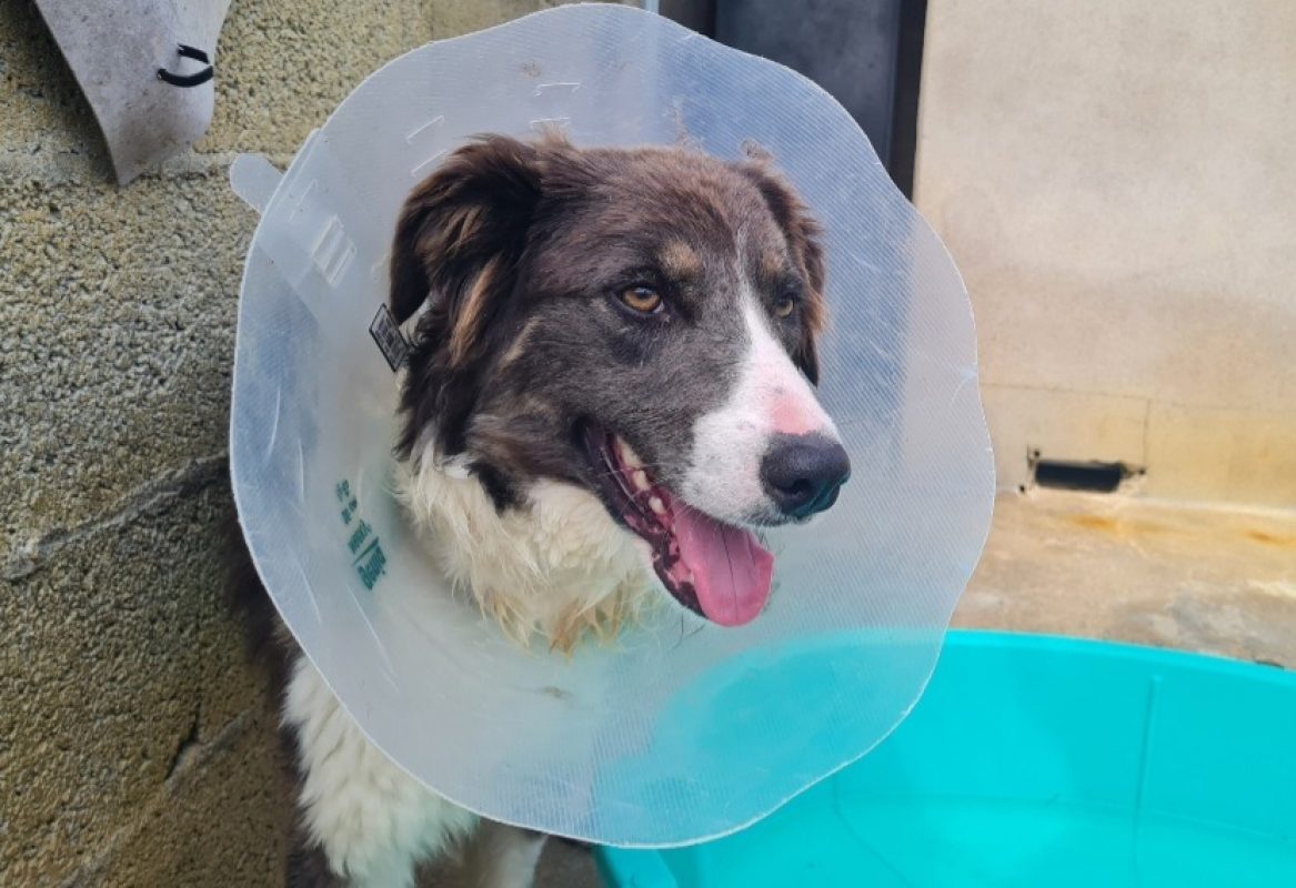 Loupette - Chien à adopter - photo 2