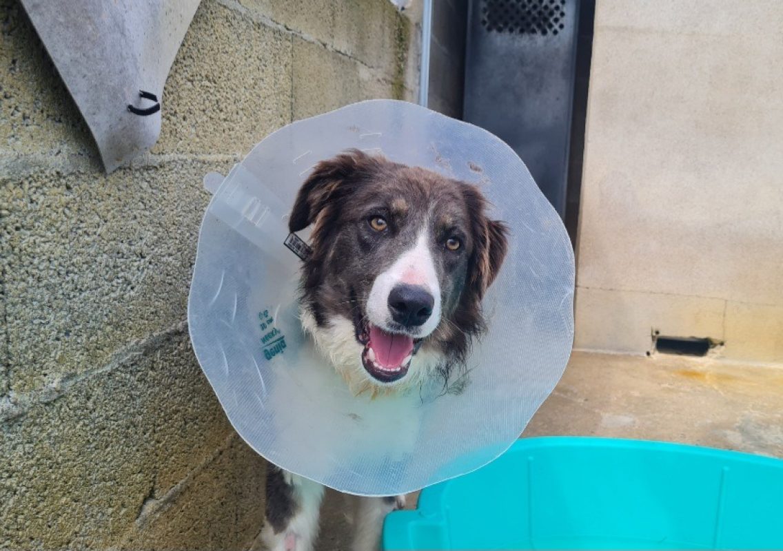 Loupette - Chien à adopter - photo 3