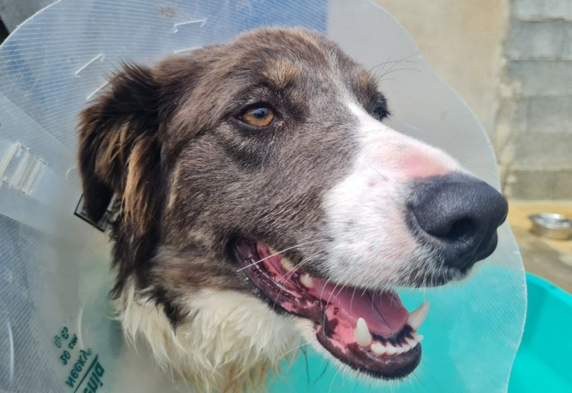 Loupette - Chien à adopter - photo 4