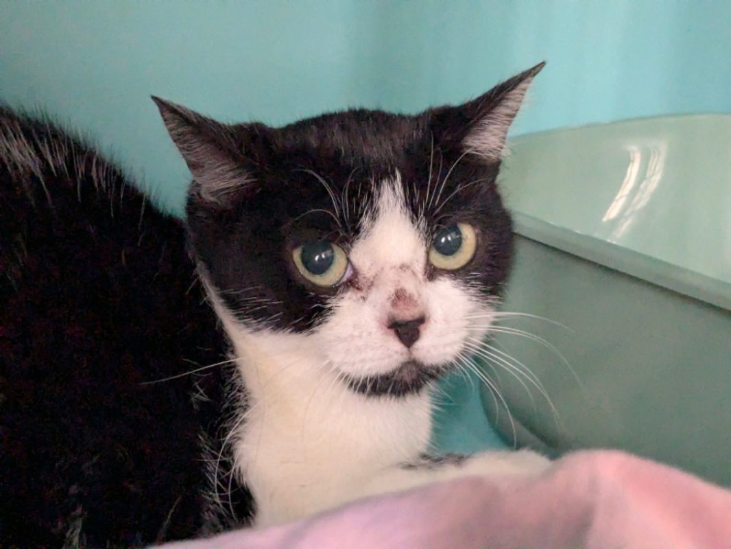 Elisabeth - Chat Européen à adopter