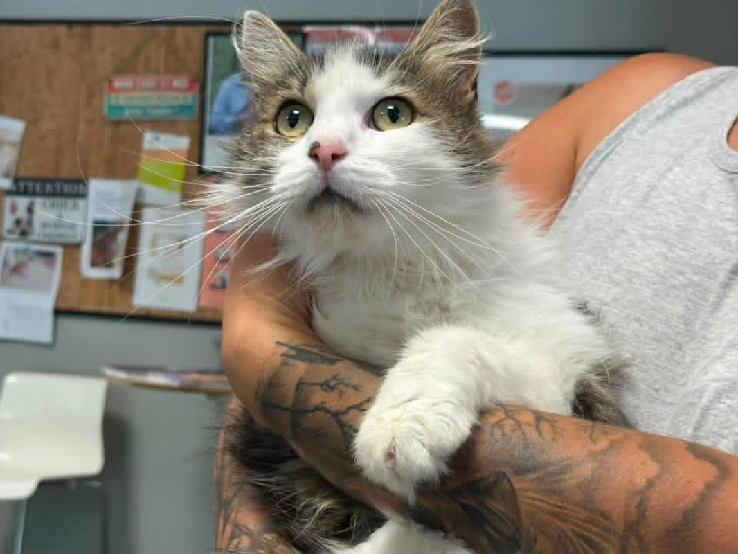 Bayron - Chat Angora Turc à adopter