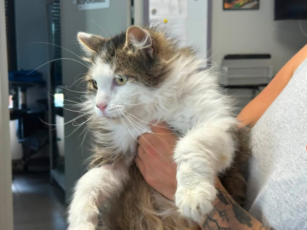Bayron - Chat Angora Turc à adopter - photo 3