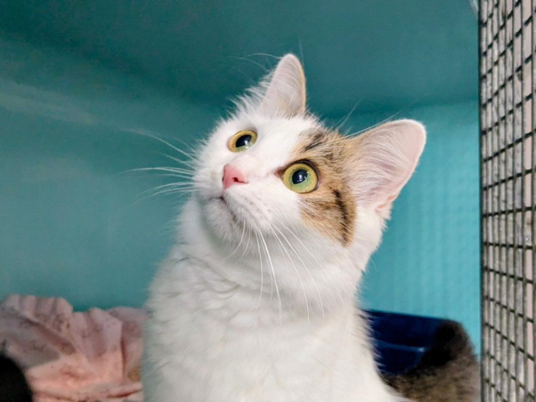 Harena - Chat Européen à adopter