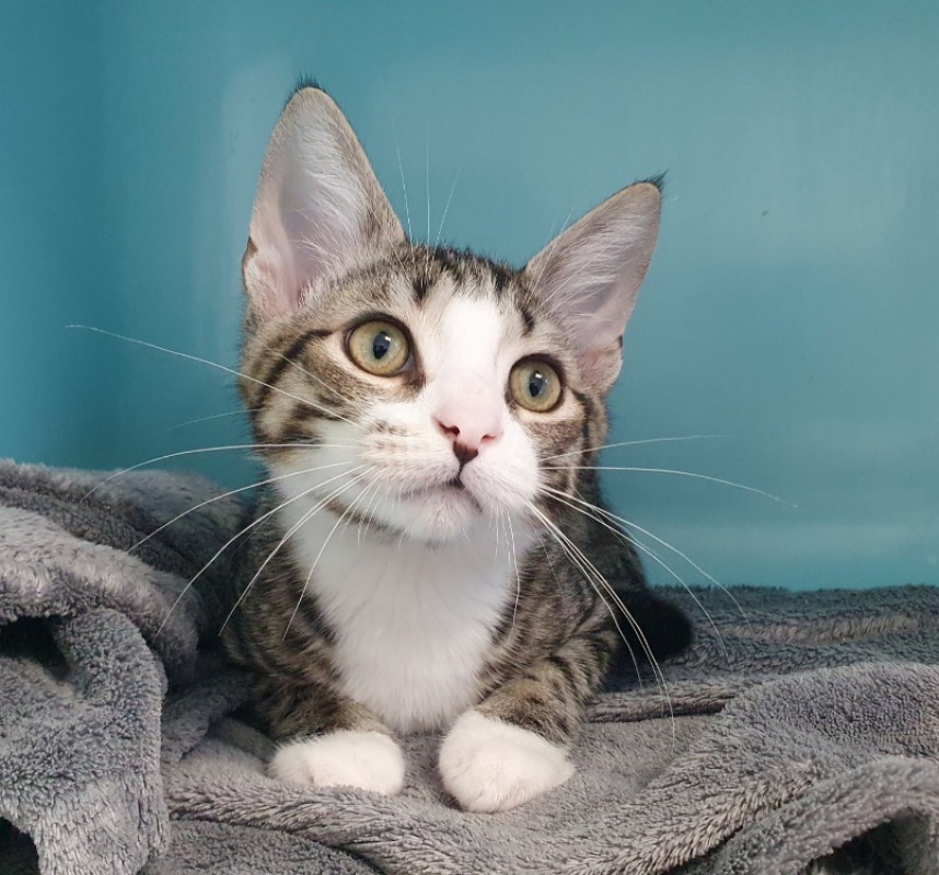 Vega - Chat Européen à adopter