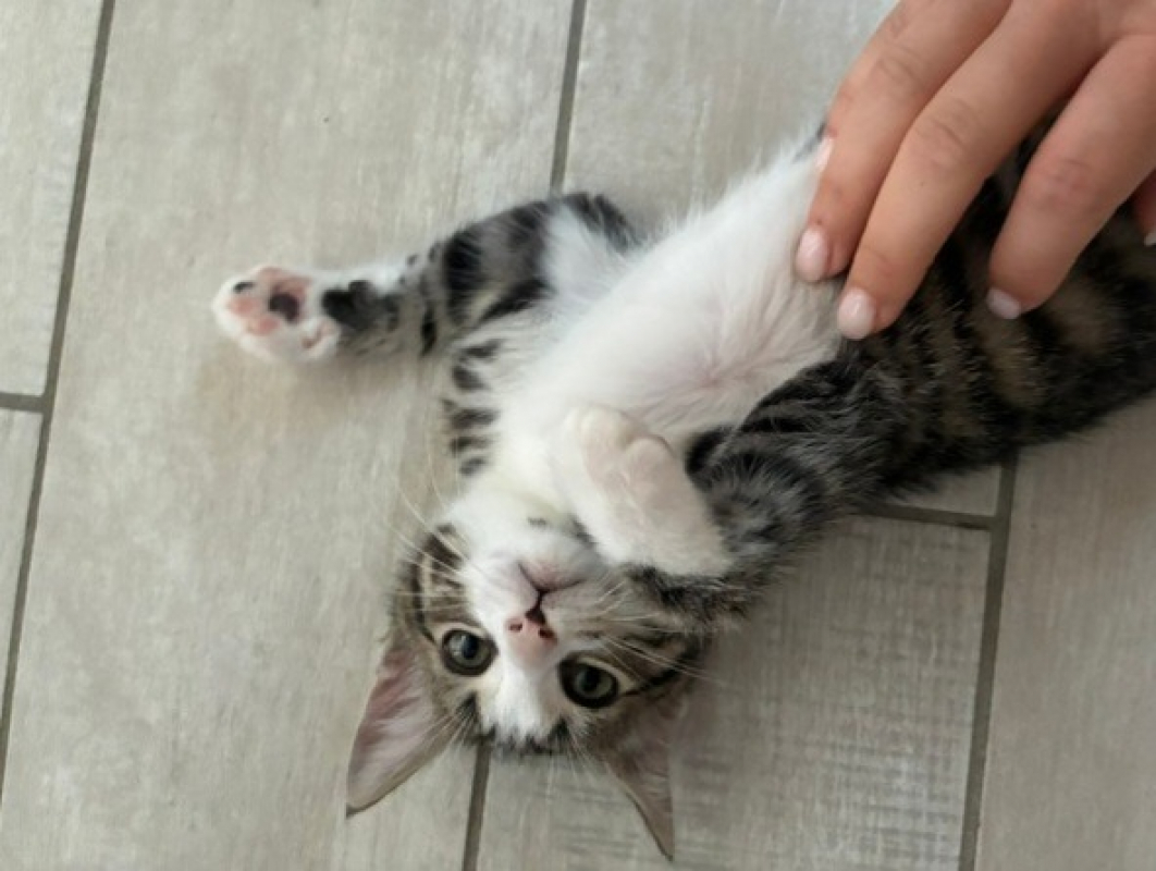 Vega - Chat Européen à adopter - photo 4
