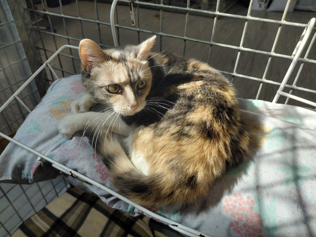 Wendy - Chat Européen à adopter