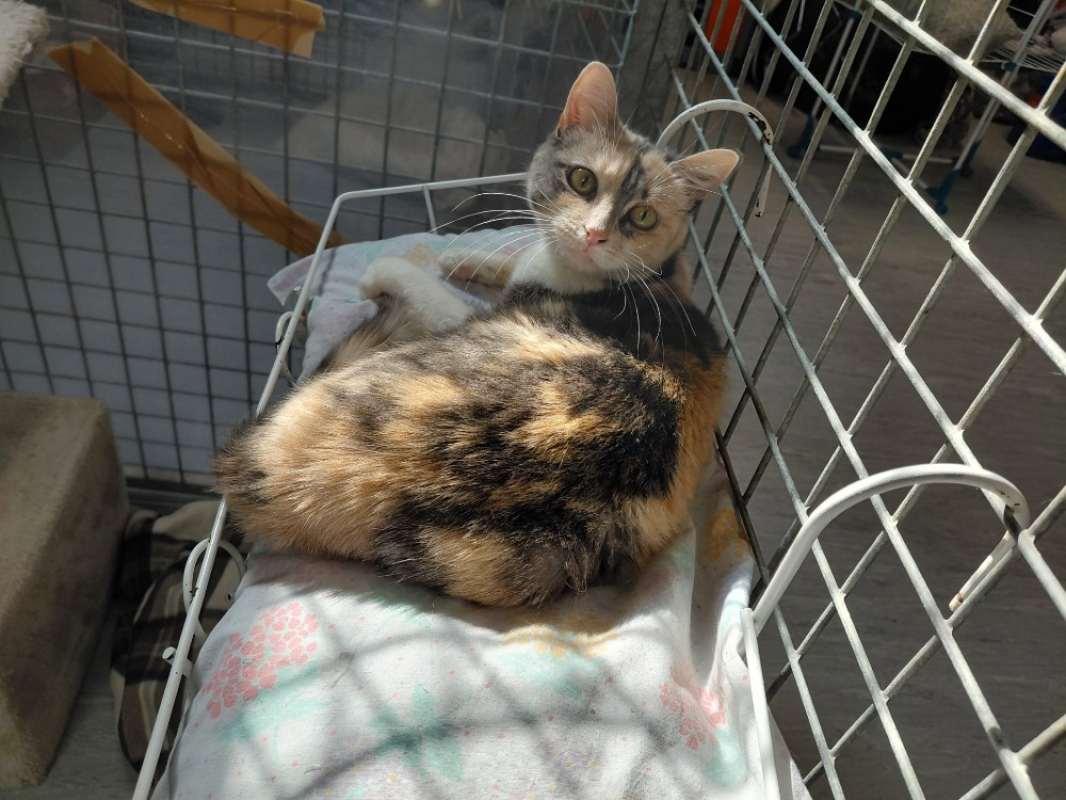 Wendy - Chat Européen à adopter - photo 2