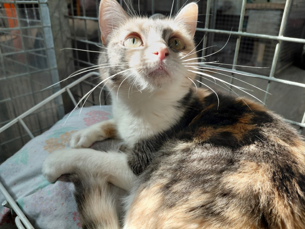 Wendy - Chat Européen à adopter - photo 4