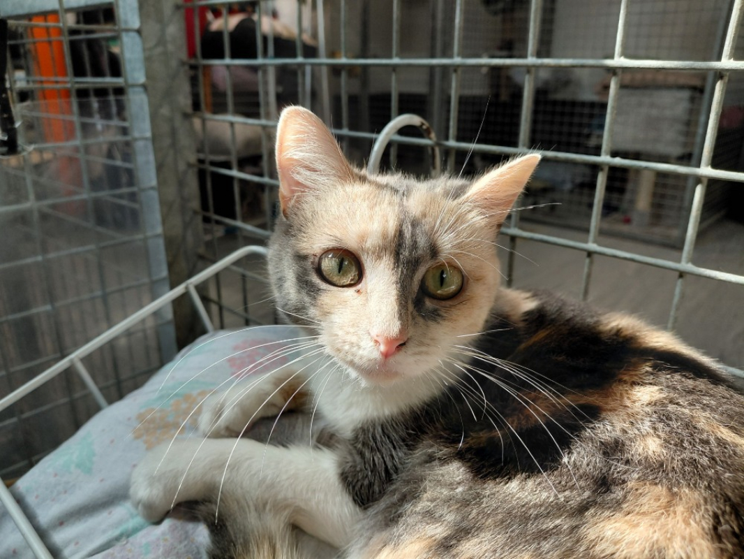 Wendy - Chat Européen à adopter - photo 6
