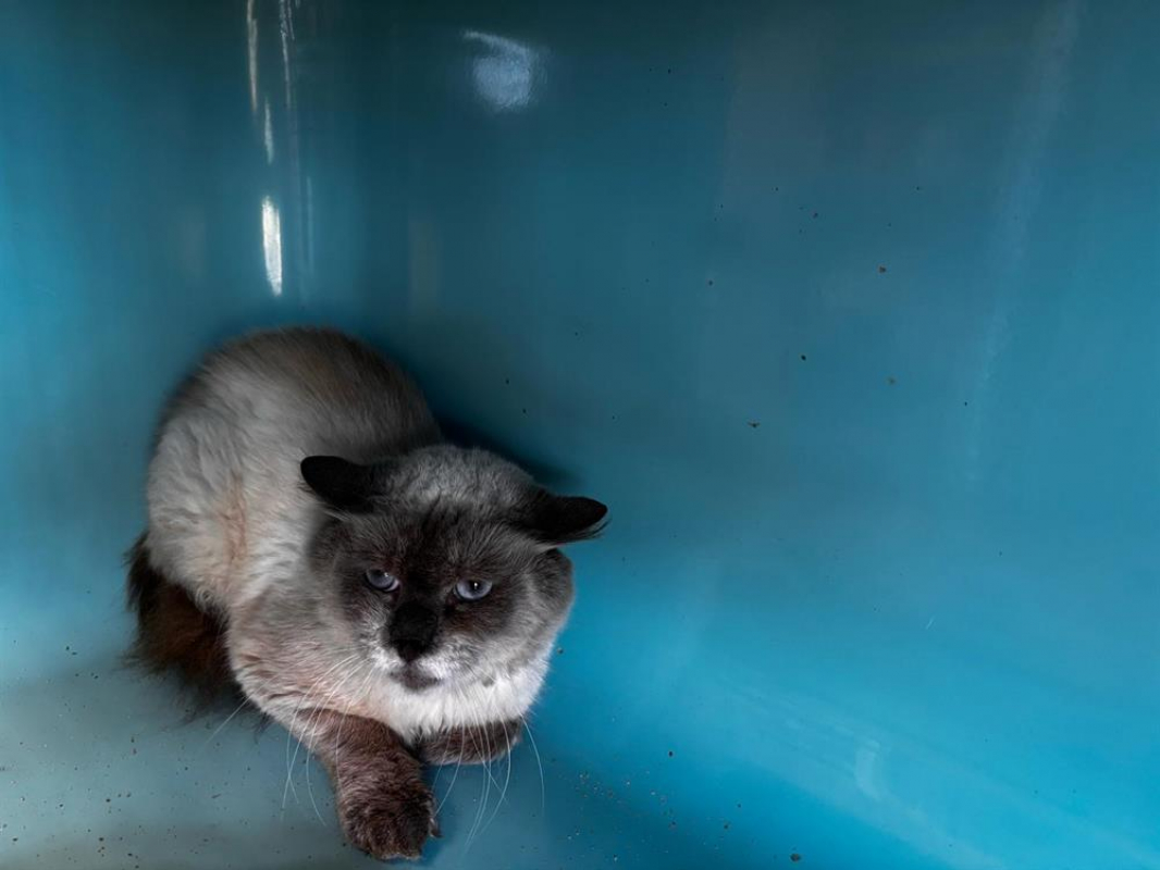 Photo de Dixie/raptor