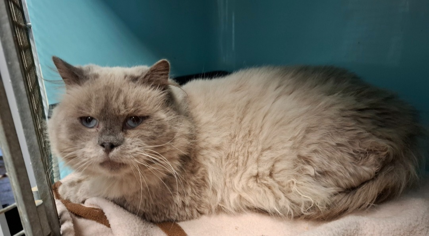 Photo de Dixie/raptor