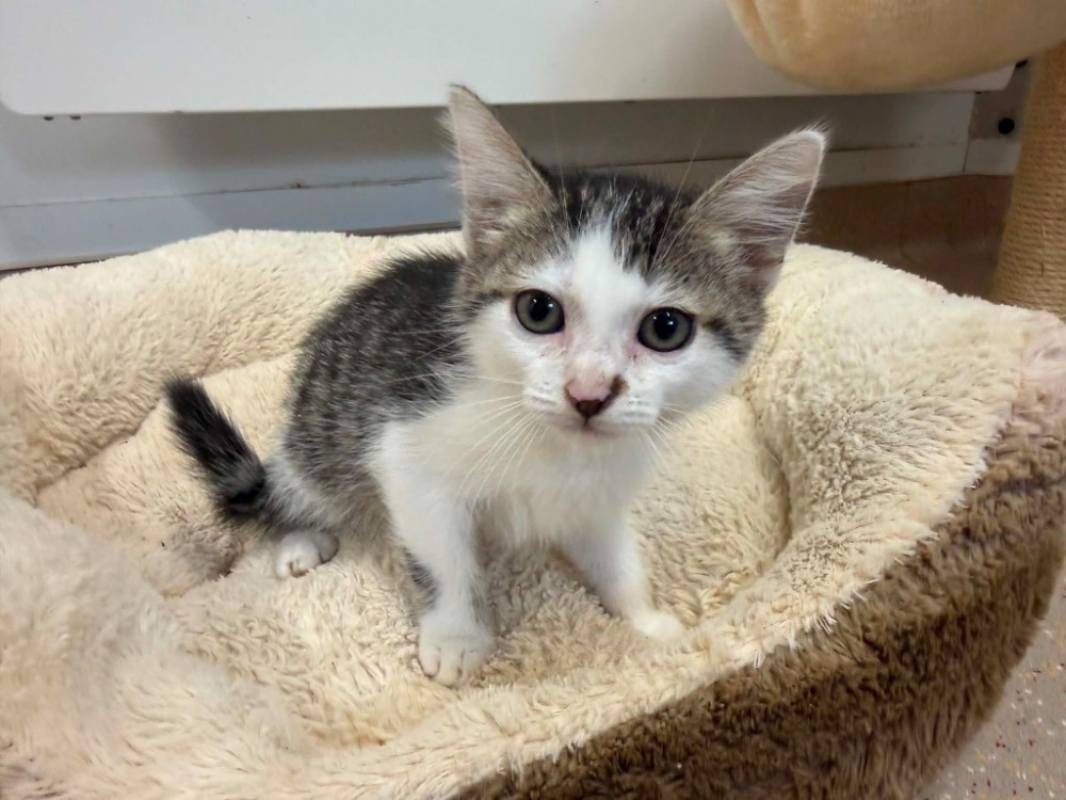 Litchi - Chat Européen à adopter